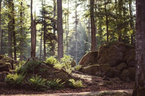 Bayerischer Wald Natur