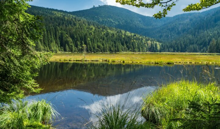 Kleiner Arbersee auf dem Gebiet der Gemeinde Lohberg (Oberpfalz) im Bayerischen Wald. Naturphänomen Schwingrasen, die am Ufer aufsitzen und gegen die Wasserfläche vorwachsen. Die Moorfilze hatten vom Ufer losgelöst und trieben lange Zeit als „schwimmende Inseln“ auf dem See.